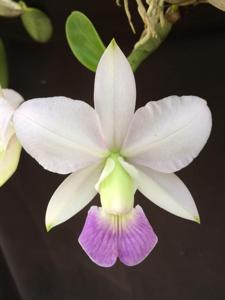 Cattleya walkeriana