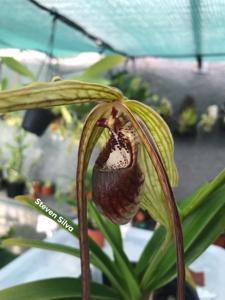 Phragmipedium humboldtii