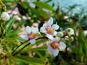 Sarcochilus fitzgeraldii