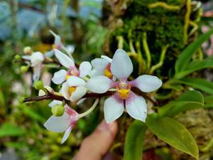 Sarcochilus fitzgeraldii