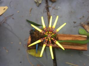 Bulbophyllum brienianum