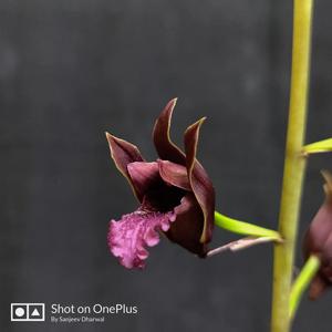 Eulophia nuda