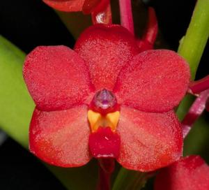 Vanda curvifolia