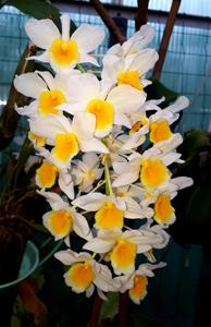 Dendrobium palpebrae