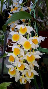 Dendrobium palpebrae