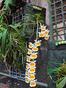 Dendrobium polyanthum