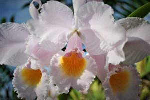 Cattleya schroederae