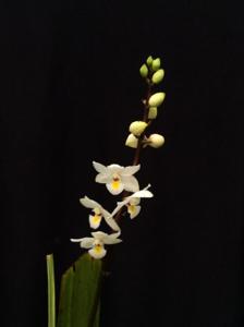 Otostylis brachystalix