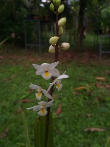 Otostylis brachystalix