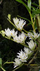 Dendrobium bracteosum