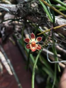 Thrixspermum fulgens
