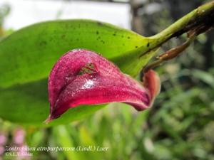 Zootrophion atropurpureum