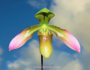 Paphiopedilum appletonianum