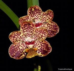 Vanda lombokensis