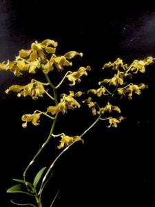 Dendrobium discolor