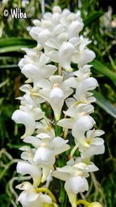 Aerides quinquevulnera