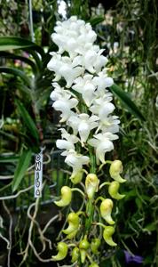 Aerides quinquevulnera