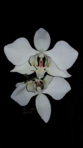 Phalaenopsis aphrodite