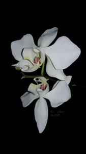 Phalaenopsis aphrodite