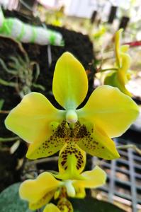 Phalaenopsis stuartiana