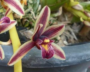 Cymbidium aloifolium