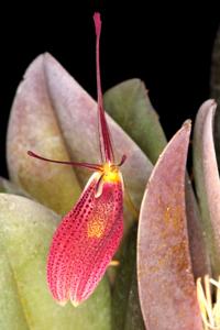 Restrepia elegans