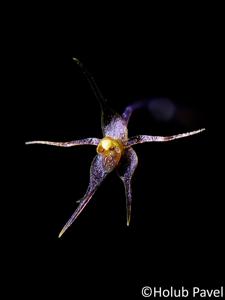 Platystele examen-culicum