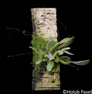 Platystele examen-culicum