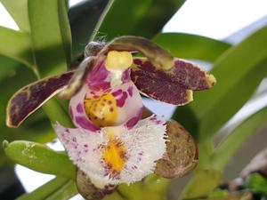 Gastrochilus bellinus