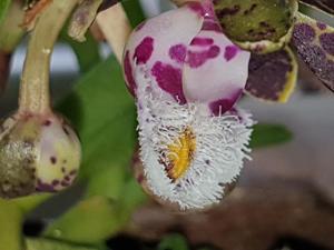 Gastrochilus bellinus