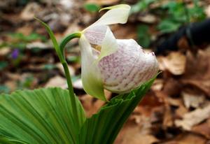Cypripedium formosanum
