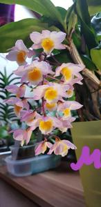 Dendrobium farmeri