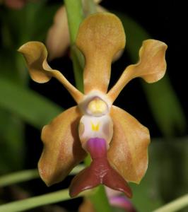 Vanda liouvillei