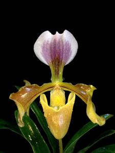 Paphiopedilum gratrixianum var. christensonianum
