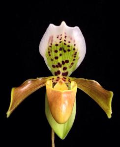 Paphiopedilum gratrixianum