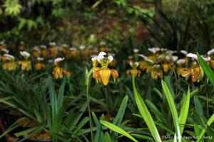 Paphiopedilum gratrixianum var. christensonianum