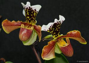 Paphiopedilum gratrixianum