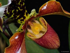 Paphiopedilum gratrixianum