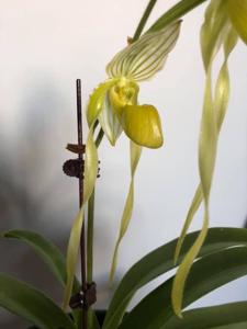 Paphiopedilum philippinense