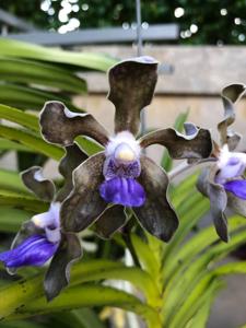 Vanda tessellata