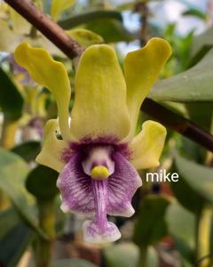 Dendrobium violaceoflavens