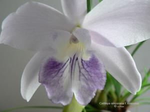 Cattleya sincorana