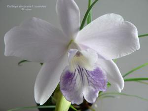 Cattleya sincorana