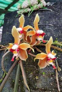 Paraphalaenopsis denevei