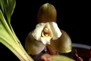 Lycaste dowiana