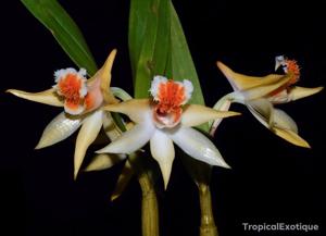 Dendrobium cariniferum