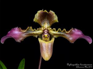 Paphiopedilum hirsutissimum