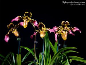 Paphiopedilum hirsutissimum