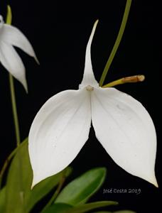 Masdevallia coccinea