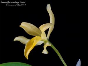 Guarianthe aurantiaca